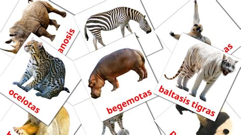 21 Free Jungle animals Flashcards in english (PDF files)