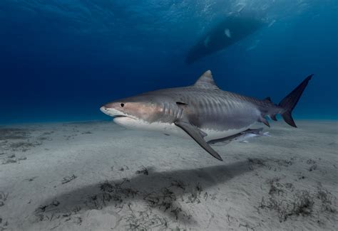 Shark attack: Hand with wedding ring found in tiger shark off Reunion ...