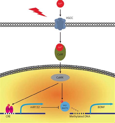 Homeostatic regulation of MeCP2- dependent gene expression. Calcium ...