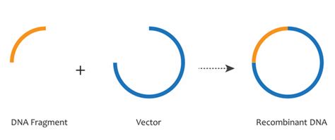 Vector Definition Biology at Vectorified.com | Collection of Vector ...