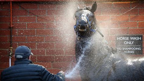 Richard Litt to run Morton’s Fork at Doomben | The Courier Mail