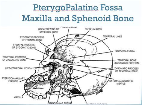 Sphenopalatine (Pterygopalatine) Ganglion Block for Treatment of Chronic and Episodic Chronic ...