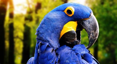 Parrot Bird Facts, Pictures, Types and Habitat