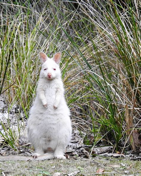 Australian Geographic on Instagram: “Have you ever seen a white wallaby? White wallabies are ...