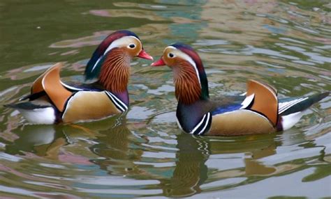 Mandarin Duck