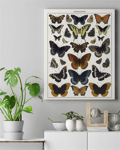 Butterfly Specimen Wall Art - The Okie Home