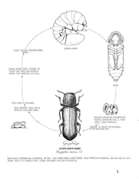 Lesser Grain Borer Life Cycle