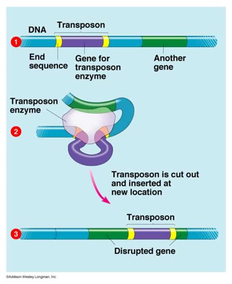 RNA control switch