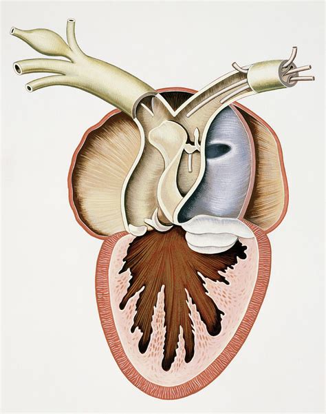 Sectioned Frog Heart Photograph by De Agostini Picture Library ...