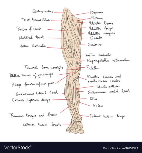 Leg muscles front color Royalty Free Vector Image