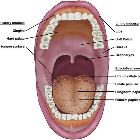 Oral Mucosa And Lingual Papillae Keratinised Masticatory Mucosa Covers ...