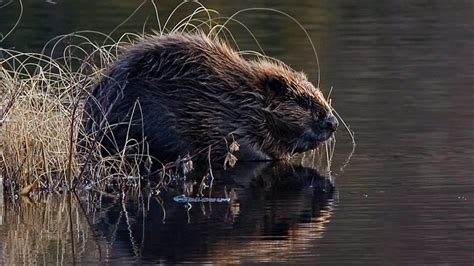 Return Of The Beaver: A Message That UK Wildlife Might Not Be Dammed ...