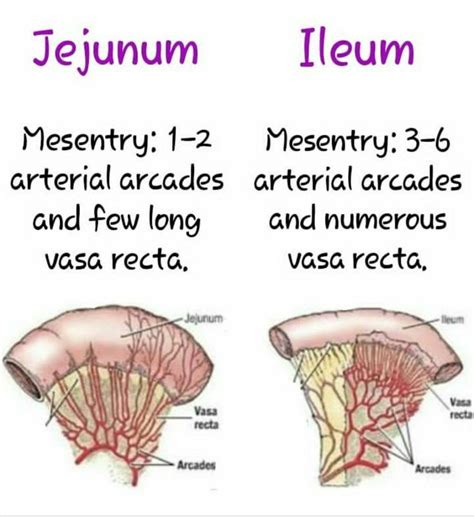 Anatomy of the Jejunum and Ileum