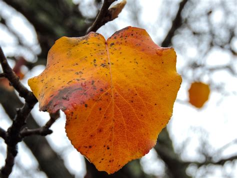 Pear Tree Leaves Brown Spots | Leafandtrees.org