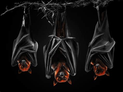 Wallpaper Bats, black background 1920x1440 HD Picture, Image