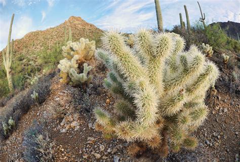 Sonoran Desert Cacti | Desert cactus, Sonoran desert, Plants