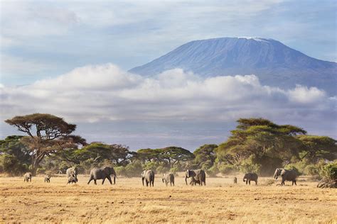 Mount Kilimanjaro Amboseli Photograph by Richard Garvey-Williams