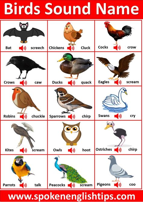 50+ Birds and Their Sounds | Birds Sound Name | Birds name list, Sounds of birds, Classroom ...