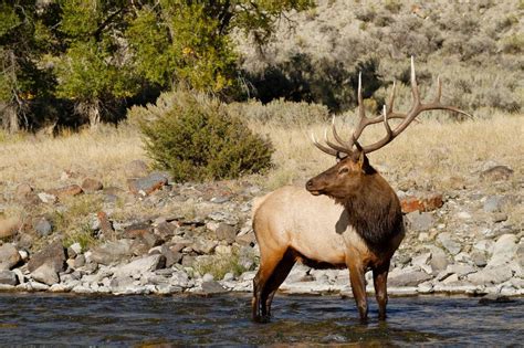 5 Common Elk Hunting Mistakes to Avoid