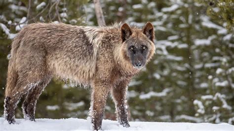 Not Even Yellowstone Wolves Are Safe from State Persecution