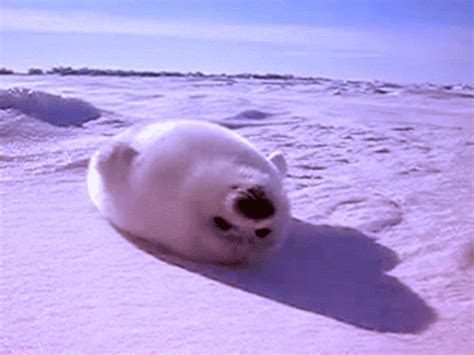 Lazy Harp Seal Animal GIF | GIFDB.com