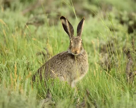 White-Tailed Jackrabbit - Facts, Diet, Habitat & Pictures on Animalia.bio