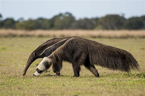 Cerrado Biodiversity Hotspot - WorldAtlas