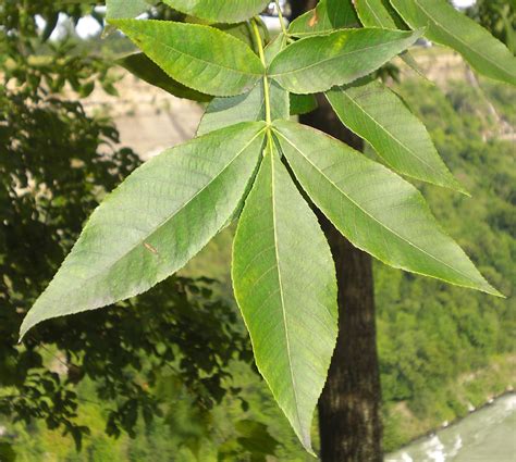 Tom's Trees: Red Hickory (Carya ovalis)