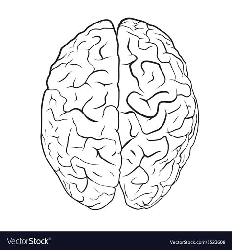 Brain on white background Royalty Free Vector Image