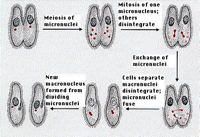 Paramecium - microbewiki