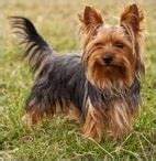 Legg Perthes Disease and Yorkshire Terriers - Sharda'sDog World