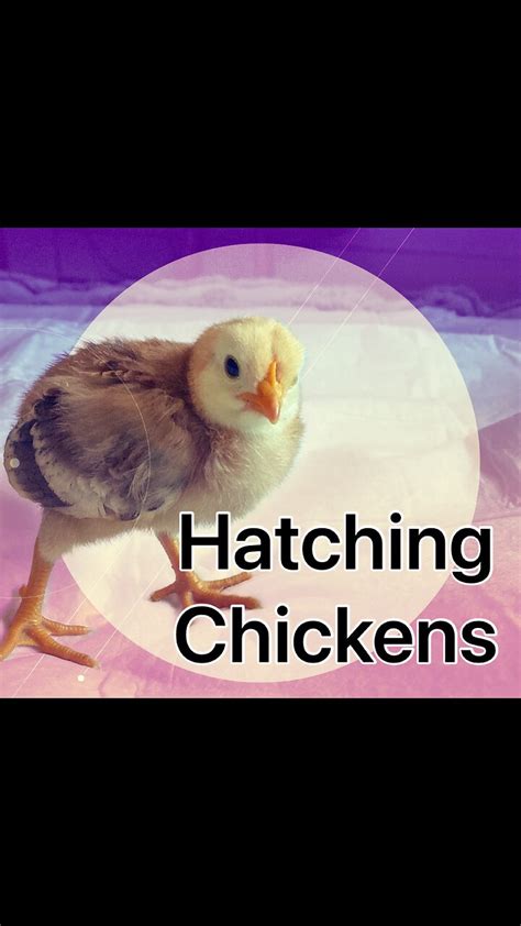 Hatching baby chickens