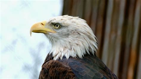 Eagle, Bald Eagle, Bird. Free Stock Video - Pixabay