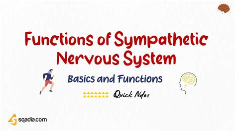 Functions of Sympathetic Nervous System