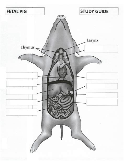 Anatomy - Fetal Pig Diagram | Quizlet