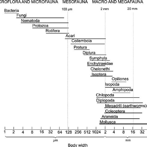 Biological mechanisms of soil aggregate formation and turnover ...