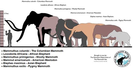 95 best ideas for coloring | Woolly Mammoth Compared To Elephant