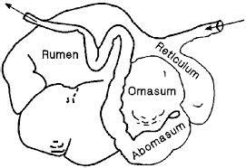 Digestive System - WhiteTail Deer