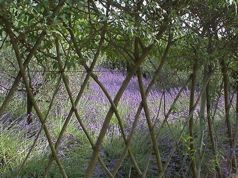 The Time Travelling Gardener: Living Willow Fences