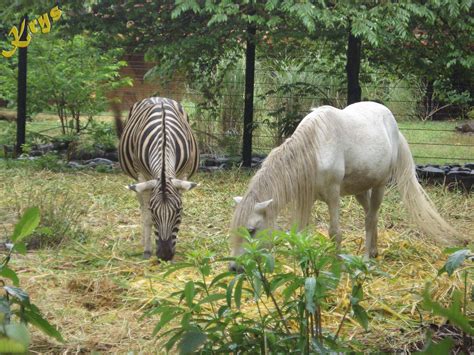 Manila Zoo, Philippines | Animals, Philippines, Zoo