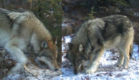 Identifying Denali's Wolves (U.S. National Park Service)