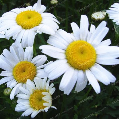 100pcs Shasta Daisy Seeds - BestSeedsOnline.com - Free Shipping Worldwide