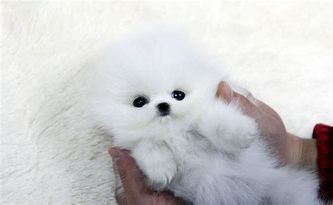 TEACUP PUPPY: ★Teacup puppy for sale★ White teacup pomeranian Addel :)