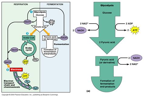 Cellular Respiration & Fermentation - cell