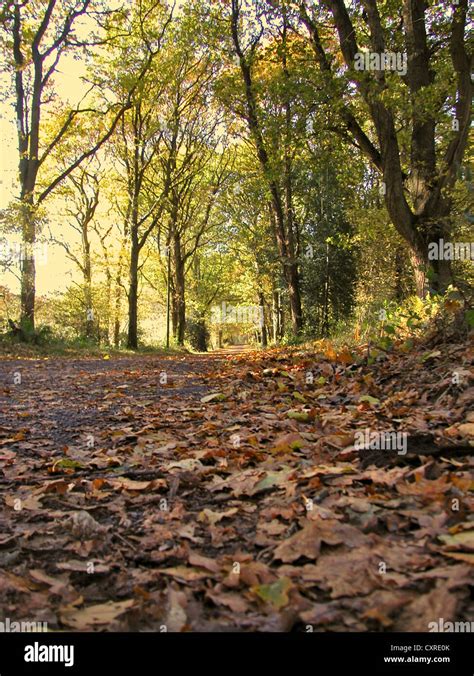 English woodlands in Autumn Stock Photo - Alamy