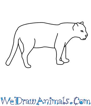 How To Draw A Jaguar