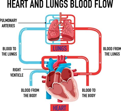 Diagram showing heart and lungs blood flow 7104056 Vector Art at Vecteezy