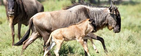 Experience Wildebeest Calving In The Southern Serengeti | Art Of Safari