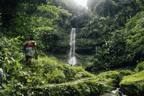 What is forest biodiversity and why does it matter? | World Economic Forum