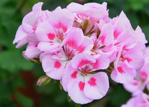 15 Pink Geranium Varieties For Your Garden